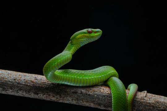 green snake in the grass