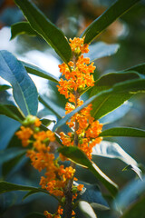 Fototapeta premium Osmanthus Tree Osmanthus Flowers