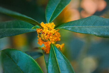 Osmanthus Tree Osmanthus Flowers