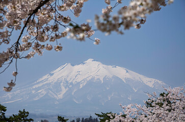 春の岩木山と桜のある風景