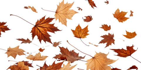 Autumn Maple Leaves Falling on Black Background Symbolic of Fall Season and Thanksgiving Celebrations Warm Tones