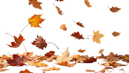 Autumn leaves falling and resting on the ground with a black background creating a sense of depth and tranquility