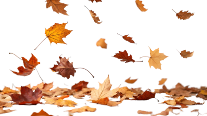 Autumn leaves falling and resting on the ground with a black background creating a sense of depth and tranquility