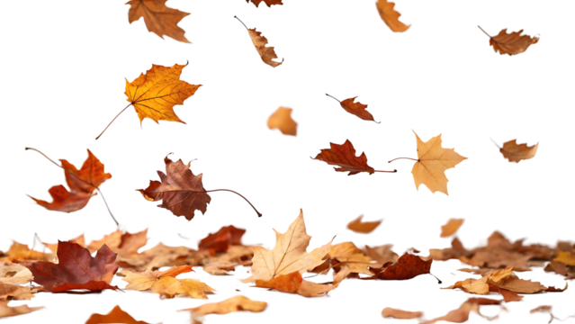 Autumn leaves falling and resting on the ground with a black background creating a sense of depth and tranquility