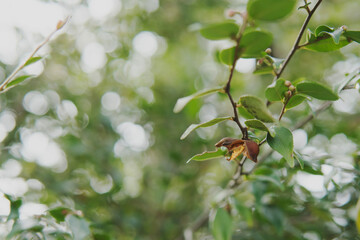 カメリア　エリナカスケード（別名ヒメサザンカ／Camellia tsaii var, synaptica ｀ Elina Cascade´）：枝に残った前年の殻／埼玉県・10月