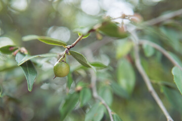 カメリア　エリナカスケード（別名ヒメサザンカ／Camellia tsaii var, synaptica ｀ Elina Cascade´）：椿に似た小さな果実／埼玉県・10月