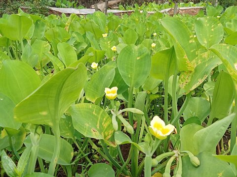 Limnocharis flava belong from matalisceae