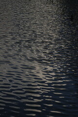 The water surface shows ripples with light reflections