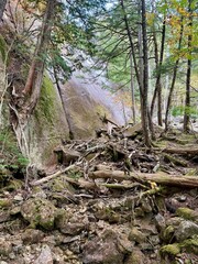 stream in the forest
