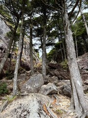 Rocking trail in the forest of Japan 