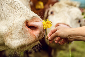 Human hand offering dandelions to a cow, gentle farm interaction in spring meadow
