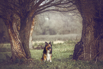 Sable Border Collie sitting under a tree in nature, calm and attentive dog outdoors