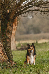 Sable Border Collie sitting under a tree in nature, calm and attentive dog outdoors