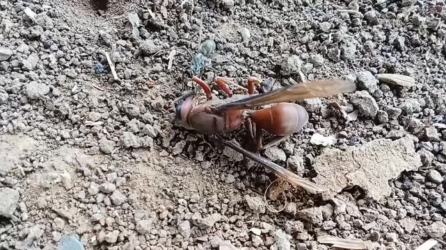 Ant carrying a dead fly across the ground.