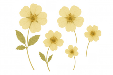 Botanical illustration of yellow meadow flowers and stems with leaves, transparent background