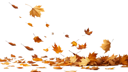 Falling golden autumn leaves isolated on black background creating a beautiful seasonal scene full of color and warmth