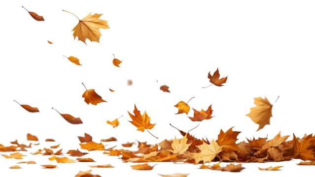 Falling golden autumn leaves isolated on black background creating a beautiful seasonal scene full of color and warmth