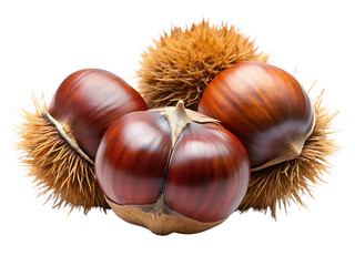 Close up of fresh chestnuts still in their husks against a black background autumn harvest season