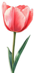 Blooming pink tulip flower nature botanical illustration studio close-up