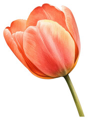 Vibrant tulip bloom botanical garden floral photography natural light