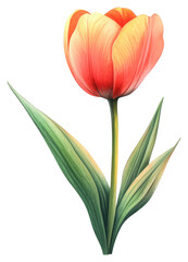 Vibrant orange tulip flower nature photography spring garden close-up