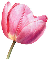 Blooming pink tulip close-up in nature floral photography bright colors