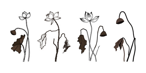 Set of Minimalist Dying Lotus Flower Line Art, Hand Drawn Botanical Illustration in Brown Tones