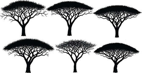 Acacia tree silhouette set, black vector illustration, flat-topped canopy shapes, stylized branching patterns, minimal nature design, African landscape elements, botanical art