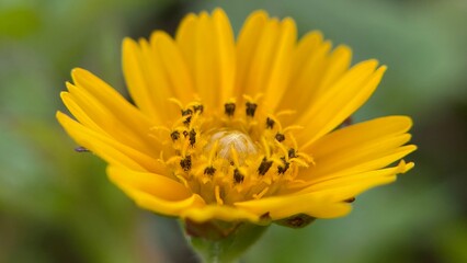 Arnica is a perennial herbaceous plant of the genus Arnica, part of the Asteraceae family. Arnica...