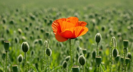 Vibrant orange poppy flower blooming in a lush green field of unopened poppy buds