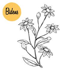 Hand-Drawn Illustration of Blooming Bidens Flower Plant