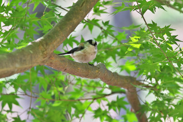 A cute wild bird with a helmet pattern and a round face ,Long-tailed Tit