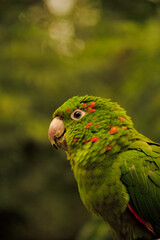 Close-up of a vibrant green parrot with red feathers on its head and wings, perched against a soft, blurred jungle background.