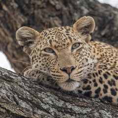 Leopard portrait lying down