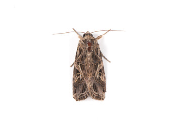 brown moth noctuid isolated on white background.Spodoptera