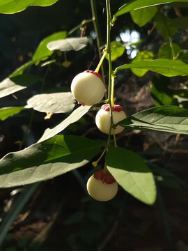 The fruit of the Katuk (Sauropus androgynus) plant in the garden. This plant is known in several languages ​​as mani cai, cekur manis, and rau ng&oacute;t.