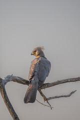 Gol-away bird perched on a bench, Kruger park