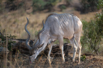 Male Kudu feeding in the late afternoon