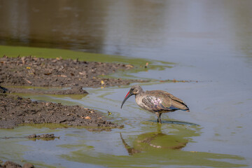 Olive Ibis