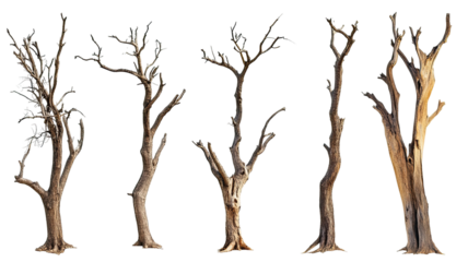 5 dead trees isolated, against dark. Stark branches shown