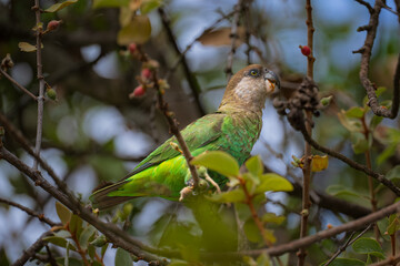 Brown Headed Parrot