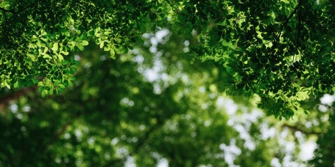 Premium Soft Focus Forest Canopy for Modern Wellness Marketing Authentic Mindful Tech Breaks and Calm Nature Harmony Visuals for Social Media