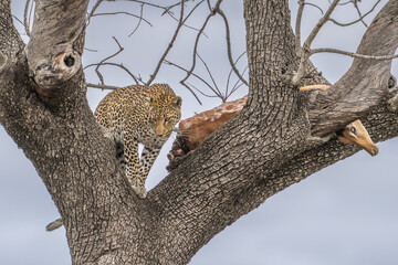 Leopard with prey in a tree