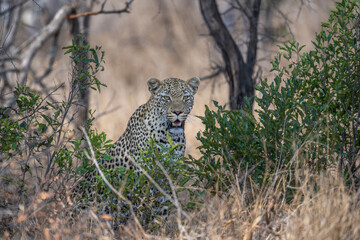 Leopard emerging from the bush