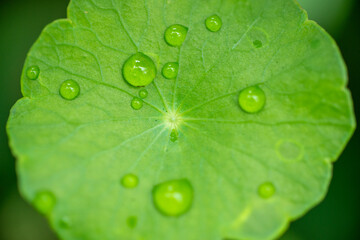 Fine detail macro image of a glasswort plant leaf, symbolizing freshness and clean indoor air.