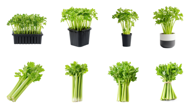 Collection of Celery placed upright in a container, its leaves slightly curling. full length isolate on transparent background