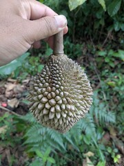 A person's hand holding a small, spiky durian fruit by its stem against a lush, green jungle background.