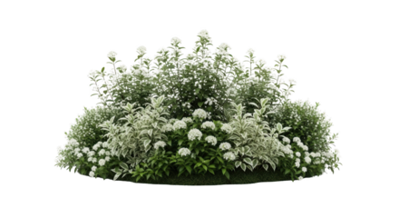 Beautiful White Flowering Bush Isolated featuring bush, white, flowers, green, leaves high quality professional composition suitable