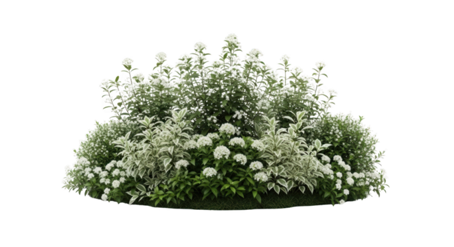 Beautiful White Flowering Bush Isolated featuring bush, white, flowers, green, leaves high quality professional composition suitable