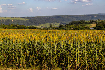 Selective focus of the white sorghum crop that show flower stem and leaf, planting at field in Brazil